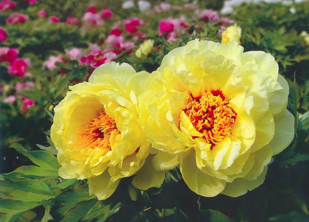 "Penoy bloom, youth debut" ---Welcome to The 40th China Luoyang Peony Culture Festival